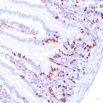 BRDU Antibody IHC Clone MoBu-1