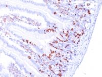 BRDU Antibody IHC Clone MoBu-1