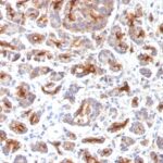 Formalin-fixed, paraffin-embedded Human Pancreas stained with CFTR Monoclonal Antibody (SPM176).