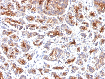 Formalin-fixed, paraffin-embedded Human Pancreas stained with CFTR Monoclonal Antibody (SPM176).