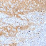 Formalin-fixed, paraffin-embedded human Tonsil stained with Beta-Catenin (p12) Monoclonal Antibody (CTNNB1/158).