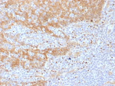 Formalin-fixed, paraffin-embedded human Tonsil stained with Beta-Catenin (p12) Monoclonal Antibody (CTNNB1/158).