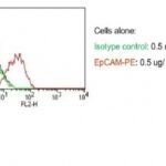 Staining by anti-Ep-CAM / CD326 Antibody 1