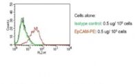 Staining by anti-Ep-CAM / CD326 Antibody 1