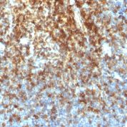 Formalin-fixed, paraffin-embedded human Tonsil stained with CD43 Recombinant Rabbit Monoclonal Antibody (SPN/1766R).