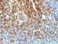 Formalin-fixed, paraffin-embedded human Tonsil stained with CD43 Recombinant Rabbit Monoclonal Antibody (SPN/1766R).