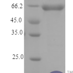 QP10156 NAD-dependent malic enzyme