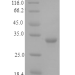 QP10157 Fructose-2