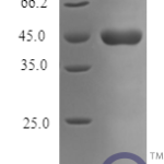 QP10160 SerpinI1 / Neuroserpin