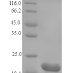 QP10167 Cardiotrophin-1 / CTF1