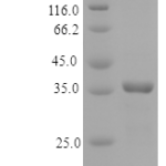 QP10171 MICA