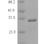 QP10173 MICB