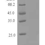 QP10174 MIF / GLIF