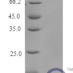 QP10175 MIF / GLIF