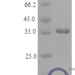 QP10176 Osteonectin / SPARC