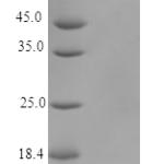 QP10178 pS2 / pNR-2 / Trefoil Factor 1