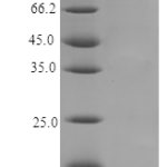 QP10183 Nucleobindin-2