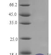 QP10183 Nucleobindin-2