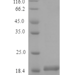 QP10186 IHH