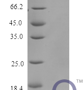 QP10187 Melanoma-derived growth regulatory protein