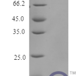 QP10188 Serum amyloid A-1 protein