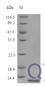 QP10188 Serum amyloid A-1 protein