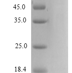 QP10206 CXCL2 / MIP-2