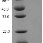 QP10210 CXCL5 / ENA-78