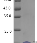 QP10214 IP-10 / CXCL10