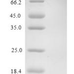 QP10215 I-TAC / CXCL11