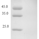 QP10218 CXCL12 / SDF-1