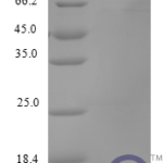 QP10220 C-X-C motif chemokine 17