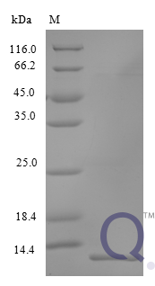 QP10220 C-X-C motif chemokine 17