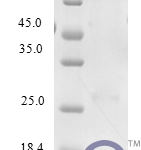 QP10221 XCL1