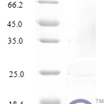 QP10222 Fractalkine / CX3CL1