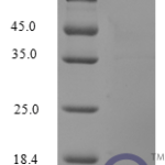 QP10223 I-309 / CCL1 / TCA-3