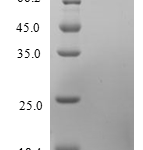 QP10224 CCL2 / MCP-1 / MCP1