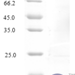 QP10225 C-C motif chemokine 3-like 1