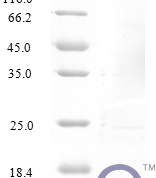 QP10225 C-C motif chemokine 3-like 1