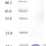 QP10227 CCL4 / MIP1B