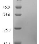 QP10228 CCL4 / MIP1B