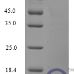 QP10229 CCL5 / RANTES