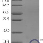 QP10230 MCP-3 / CCL7