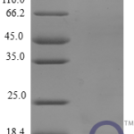 QP10231 CCL8 / MCP-2