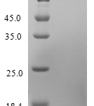 QP10232 CCL11 / Eotaxin