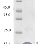 QP10236 CCL21 / 6Ckine