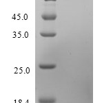 QP10237 CCL22 / MDC