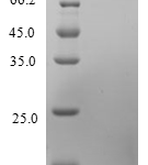 QP10239 CCL24 / Eotaxin-2 / MPIF-2