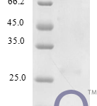 QP10240 C-C motif chemokine 25