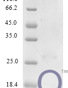 QP10240 C-C motif chemokine 25